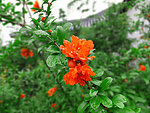 石榴花