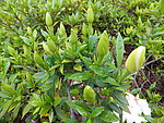栀子花