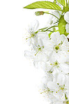 白色桃花