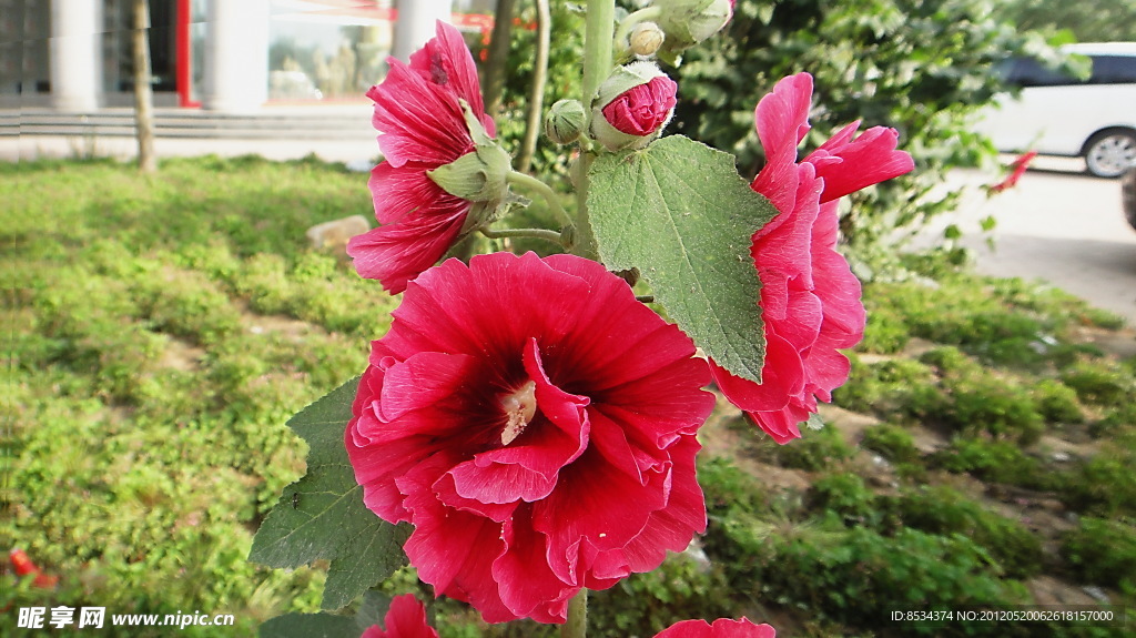 蜀葵