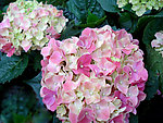 八仙花 绣球花