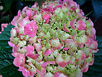 八仙花 绣球花