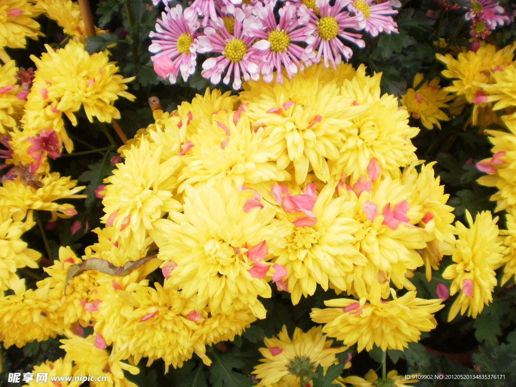 菊花