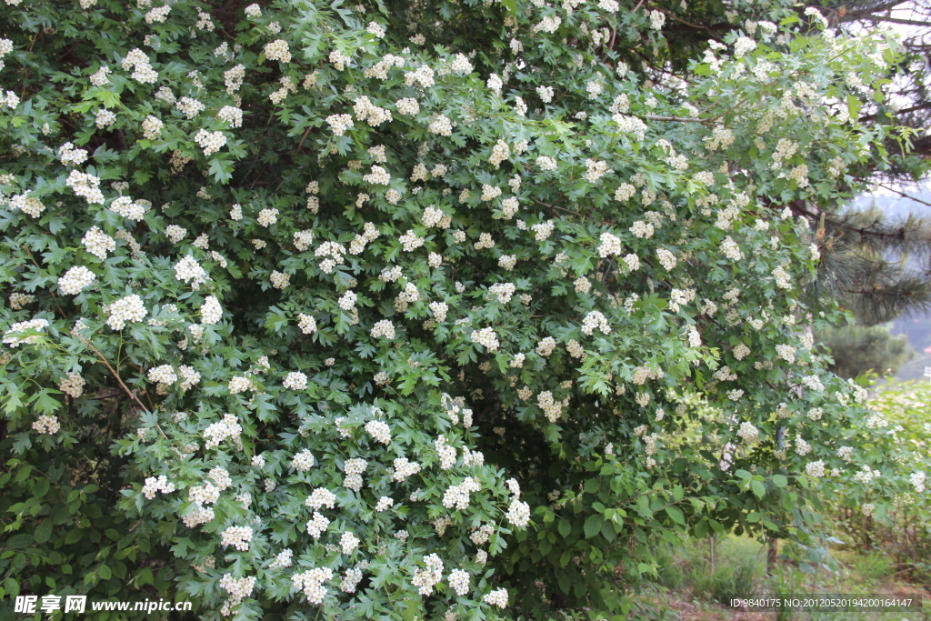 丁香花开