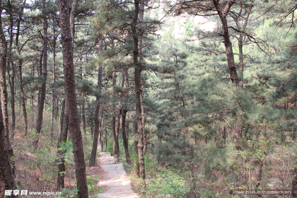 林间小路
