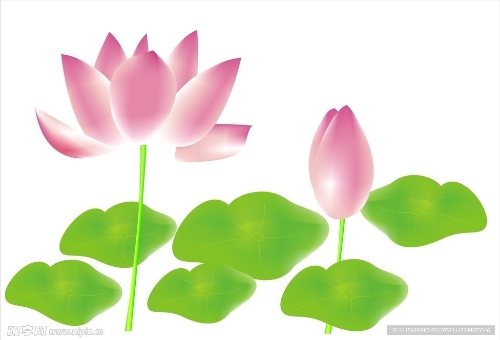 莲花