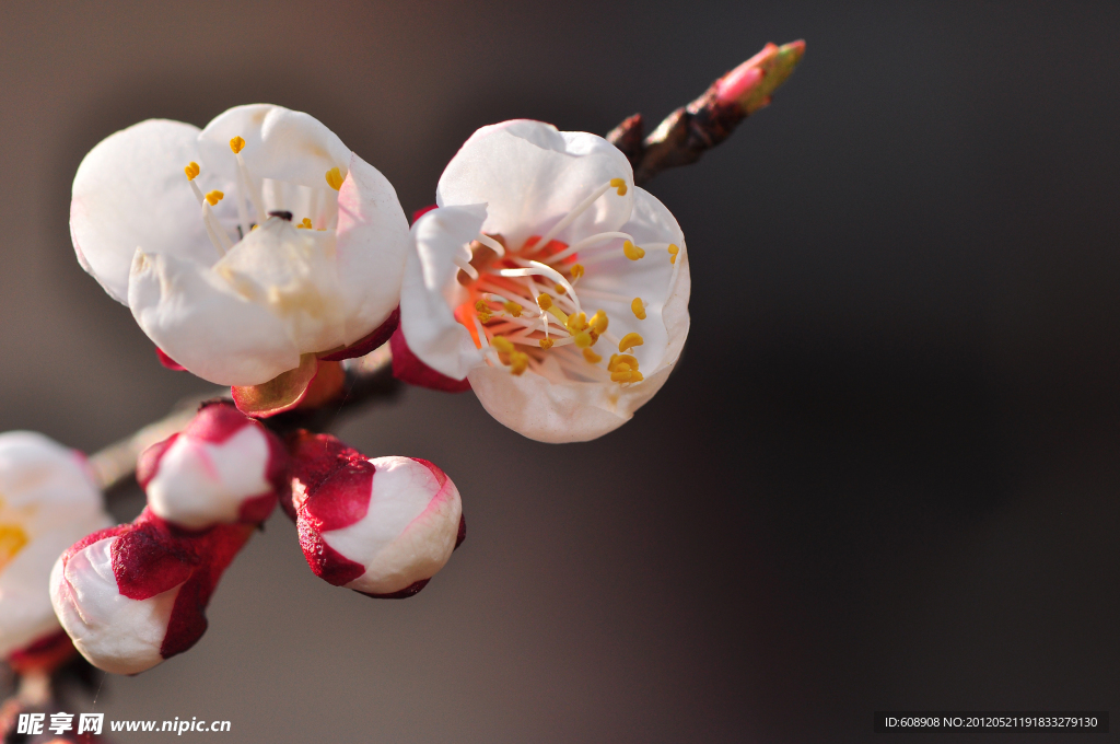 梅花