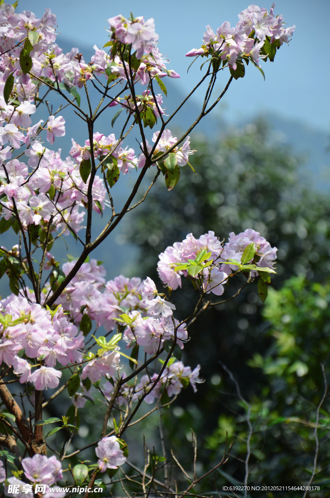 江西三清山 山桃花