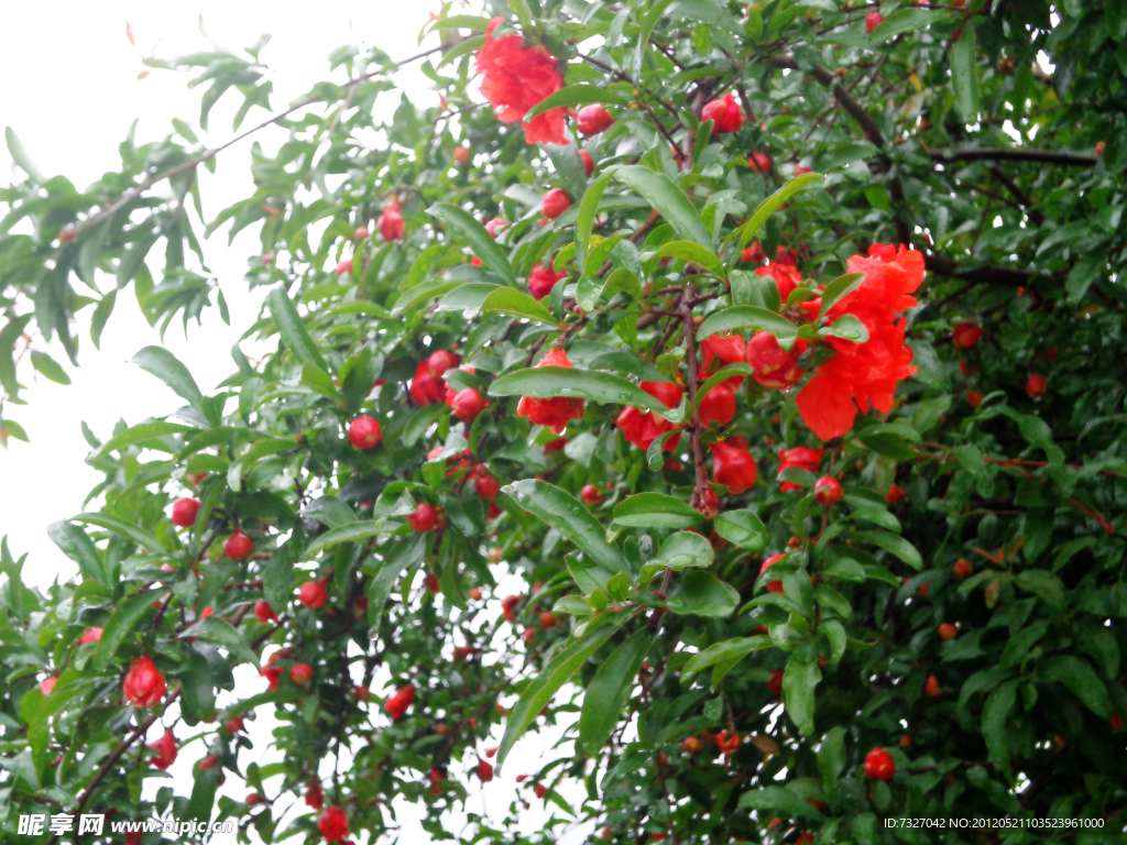 石榴花树枝