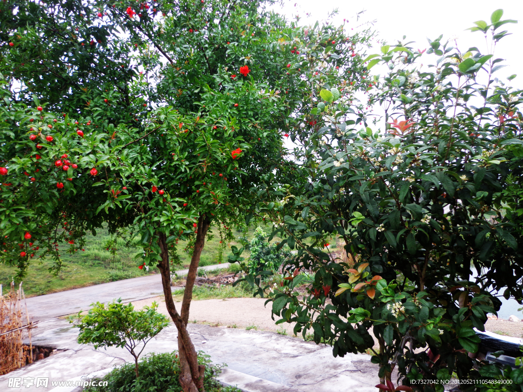 石榴花树 桂花树