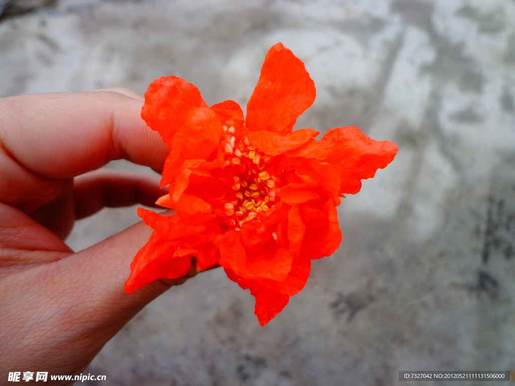 红色石榴花