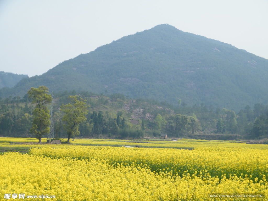 山间油菜花