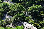山梯