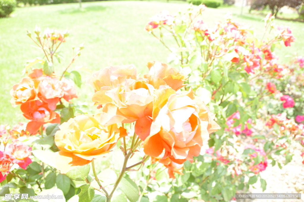 玫瑰与月季花