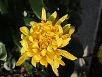 黄色菊花