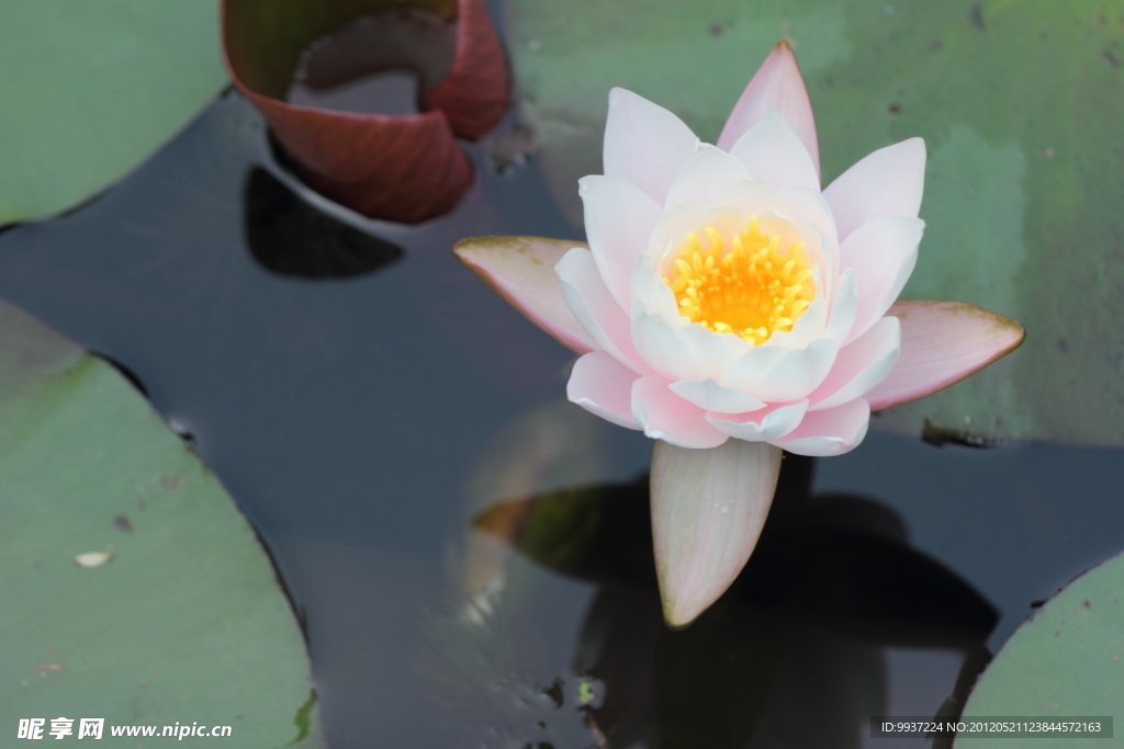 莲花