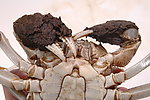 大闸蟹