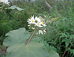 野茄菜花