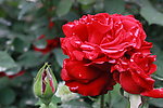 月季花