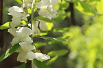槐花