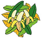 香蕉