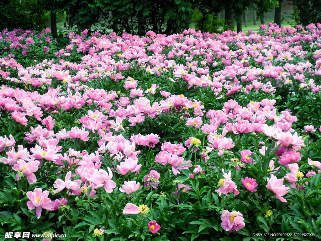 芍药花