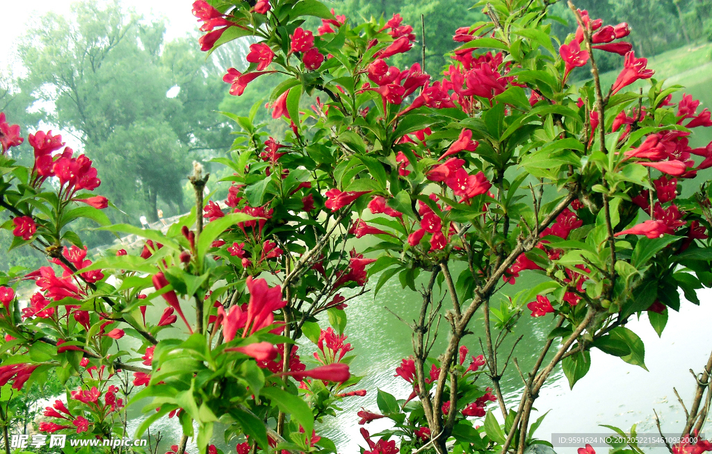 花草树木