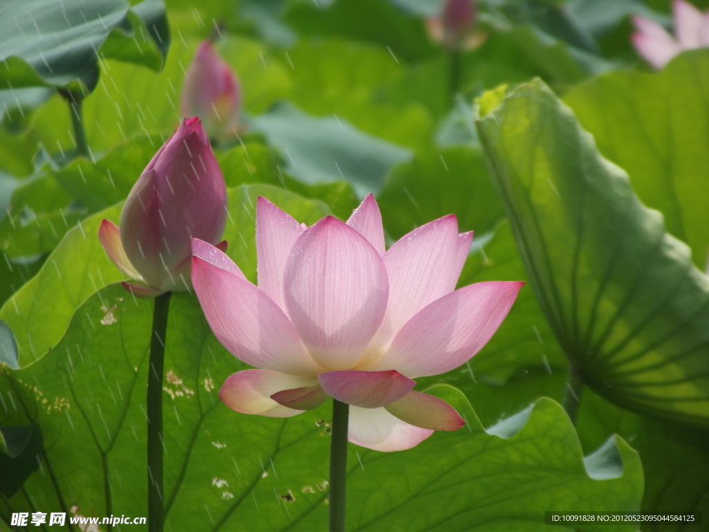 荷花