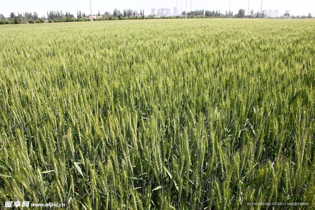 麦田