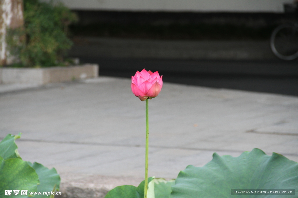 荷花