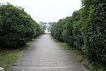 木板路