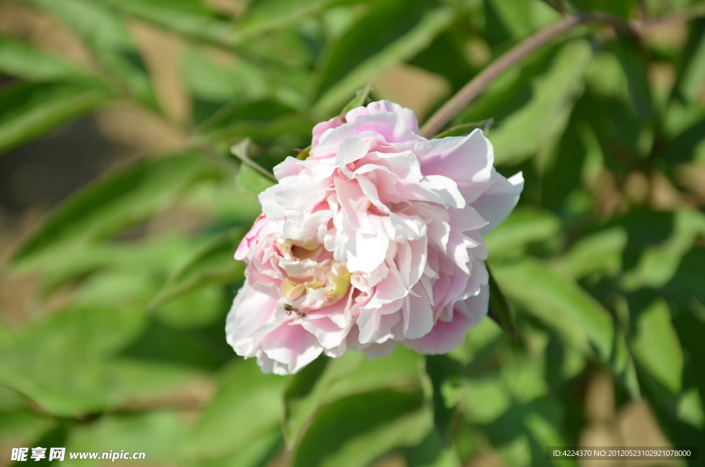 芍药花