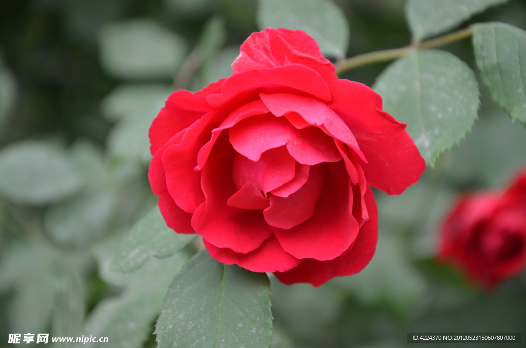 月季花