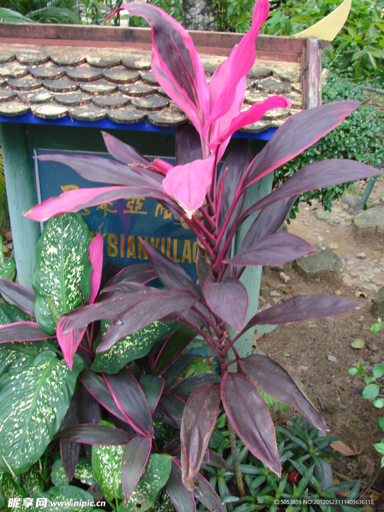 植物