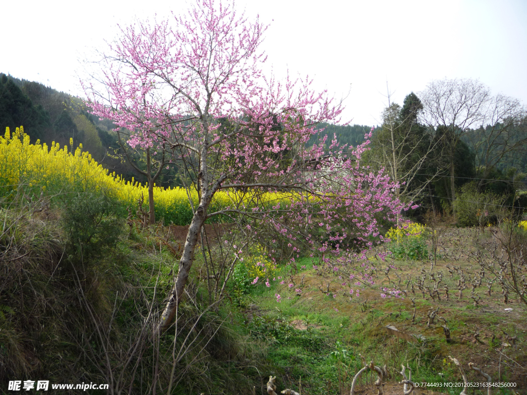 乡村的桃花