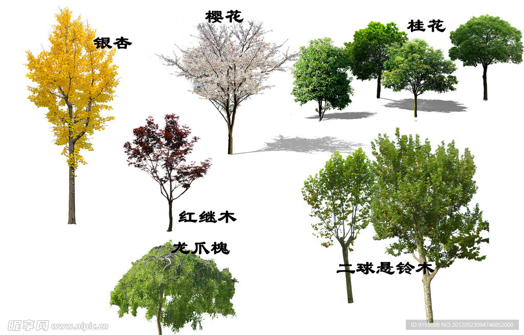 常用树