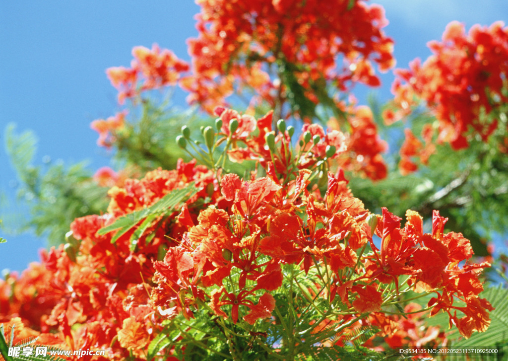 红色鲜花