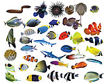 海洋生物集中