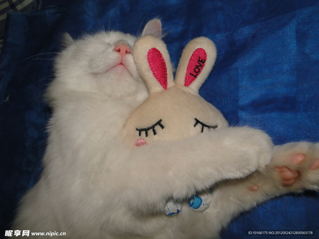 宠物猫