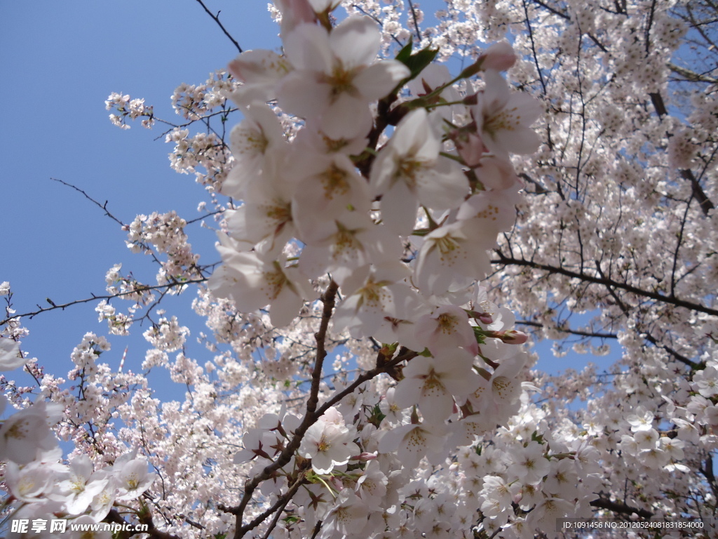 樱花