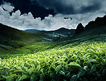 高山 茶园