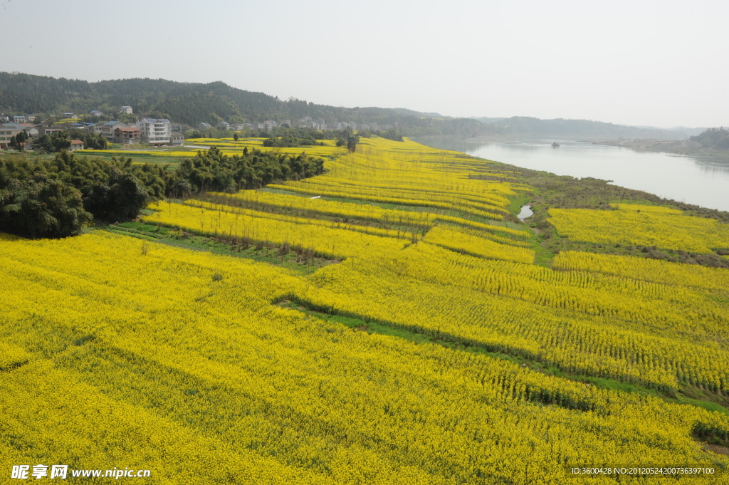 油菜花