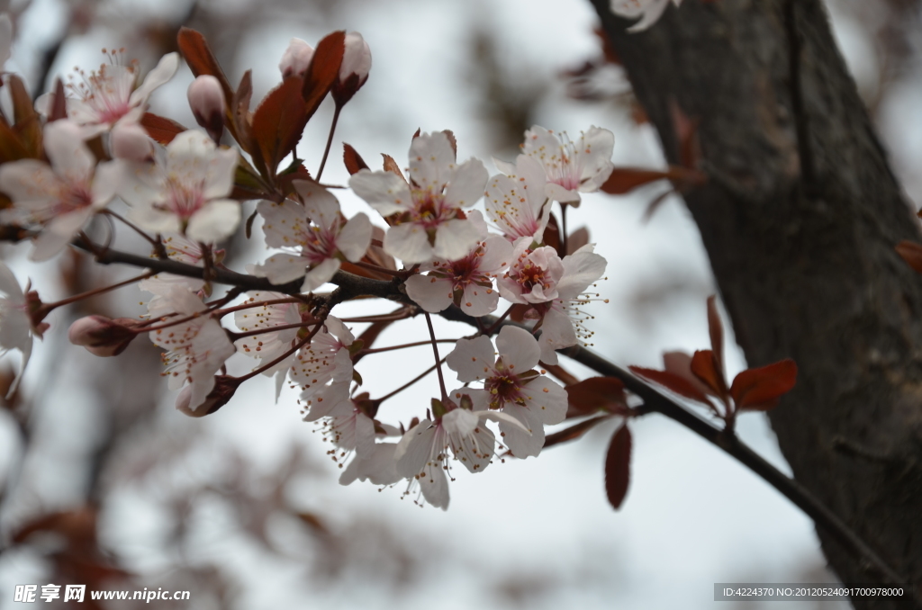 紫叶李的花