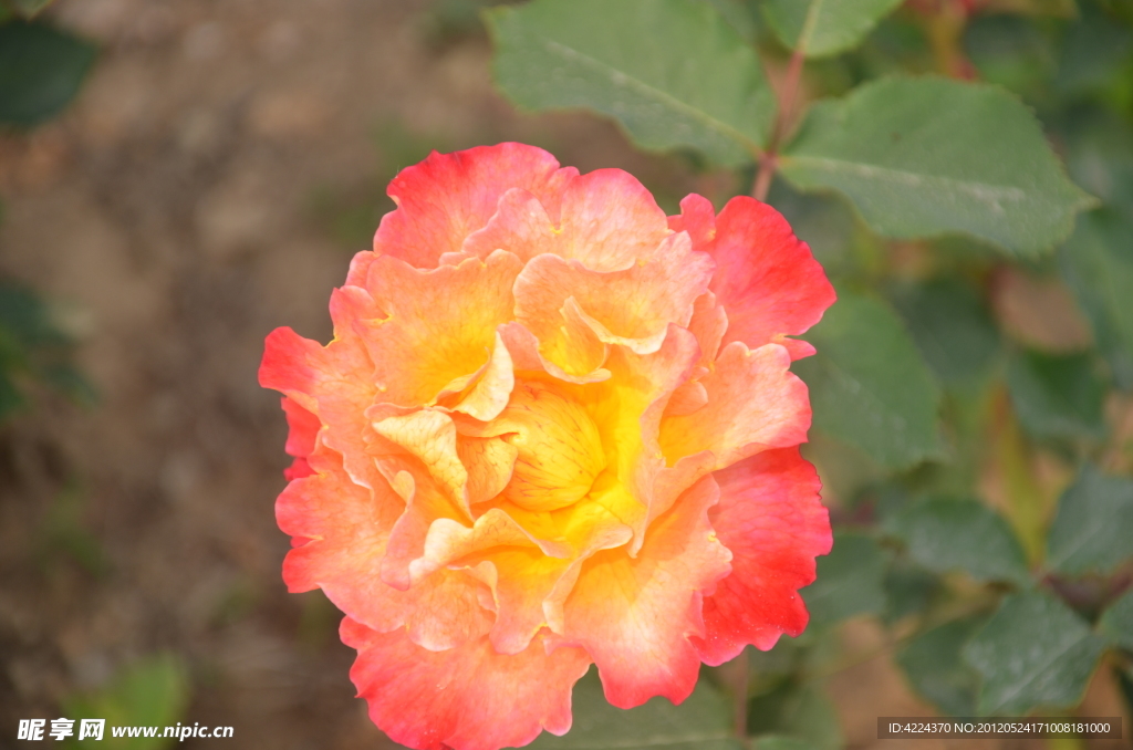 月季花