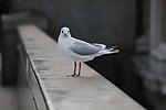 鸟类