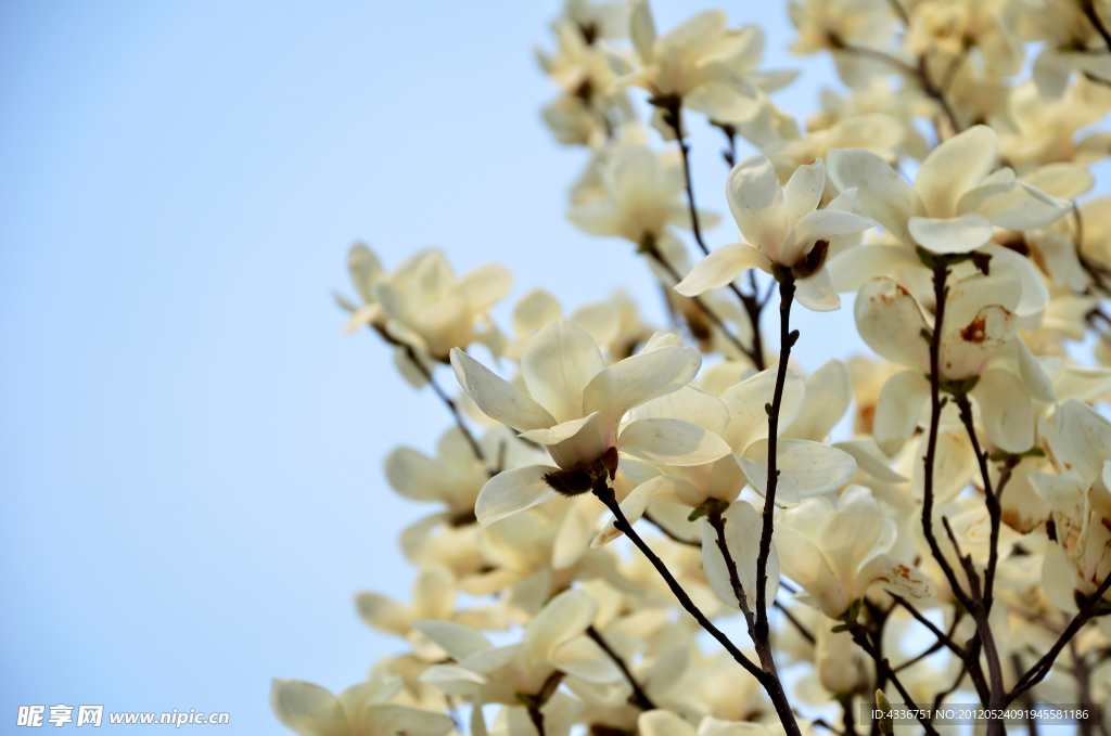 玉兰花