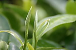 茶叶