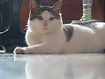 肥猫儿