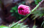 花蕾
