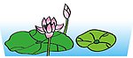 莲藕